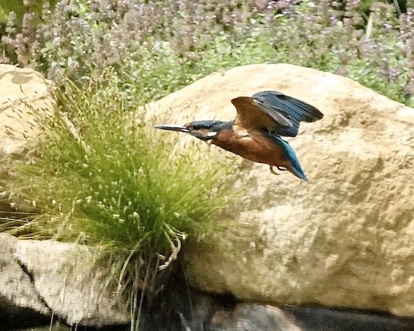 kingfisher